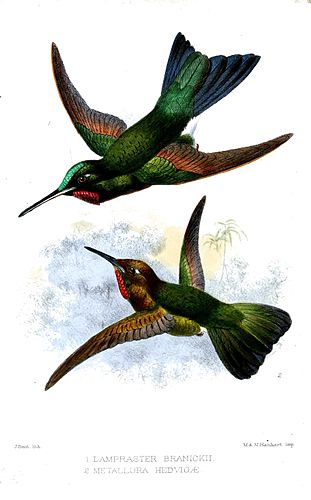 Fiery-throated metaltail